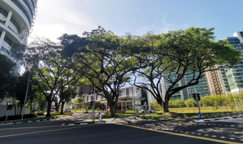 Image of Heritage Trees at Orchard Boulevard station