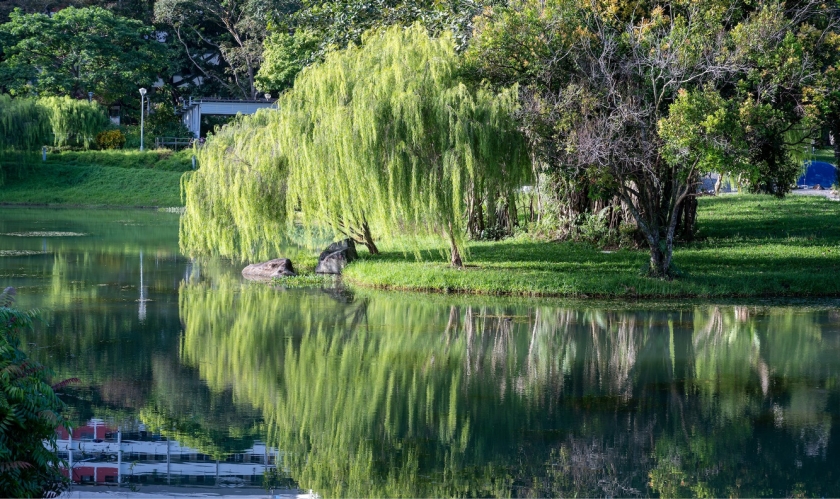 Image of tree at Bishan-AMK Park